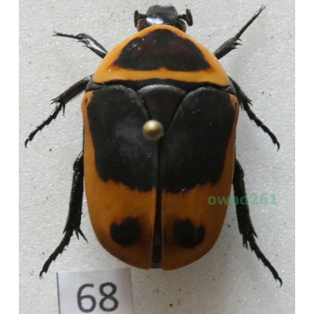 Pachnoda marginata peregrina Kolbe, 1906 ex. ovo Czad68